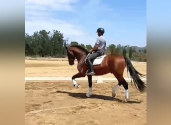 PRE, Étalon, 6 Ans, 166 cm, Bai