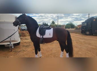 PRE, Étalon, 6 Ans, 166 cm, Bai