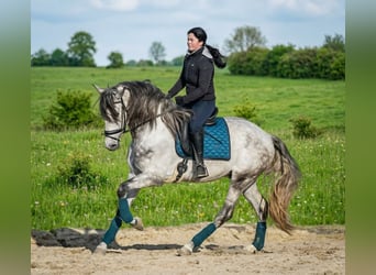 PRE Croisé, Étalon, 6 Ans, 166 cm