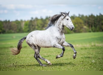 PRE Croisé, Étalon, 6 Ans, 166 cm
