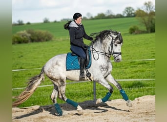 PRE Croisé, Étalon, 6 Ans, 166 cm