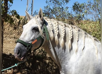 PRE Croisé, Étalon, 6 Ans, 166 cm, Gris