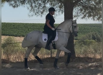 PRE Croisé, Étalon, 6 Ans, 166 cm, Gris