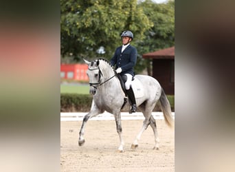 PRE Croisé, Étalon, 6 Ans, 166 cm, Gris