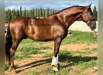 PRE Croisé, Étalon, 6 Ans, 167 cm, Alezan brûlé
