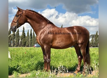 PRE Croisé, Étalon, 6 Ans, 167 cm, Alezan brûlé
