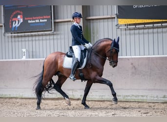 PRE Croisé, Étalon, 6 Ans, 167 cm, Bai brun