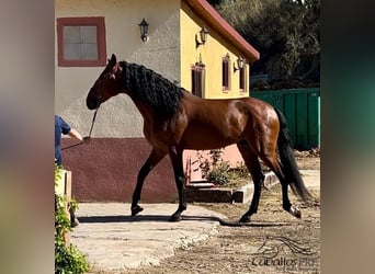 PRE Croisé, Étalon, 6 Ans, 167 cm, Bai