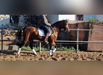 PRE Croisé, Étalon, 6 Ans, 167 cm, Bai