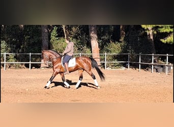 PRE Croisé, Étalon, 6 Ans, 167 cm, Bai