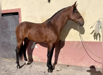 PRE Croisé, Étalon, 6 Ans, 167 cm, Bai clair