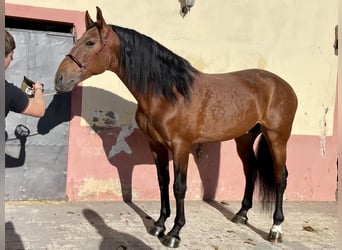 PRE Croisé, Étalon, 6 Ans, 167 cm, Bai clair