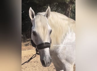 PRE Croisé, Étalon, 6 Ans, 167 cm, Blanc