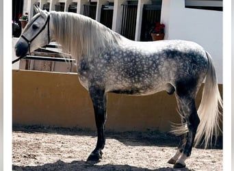 PRE Croisé, Étalon, 6 Ans, 167 cm, Gris