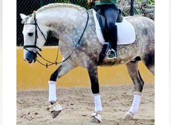 PRE Croisé, Étalon, 6 Ans, 167 cm, Gris