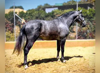 PRE Croisé, Étalon, 6 Ans, 167 cm, Gris pommelé