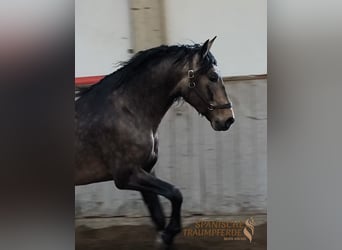 PRE Croisé, Étalon, 6 Ans, 167 cm, Isabelle