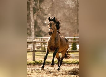 PRE Croisé, Étalon, 6 Ans, 167 cm, Isabelle