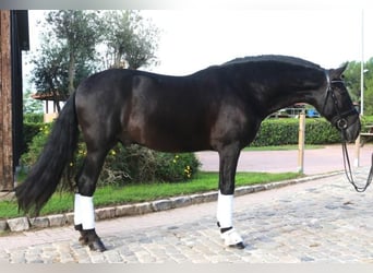 PRE Croisé, Étalon, 6 Ans, 167 cm, Noir