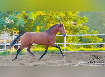 PRE, Étalon, 6 Ans, 168 cm, Bai