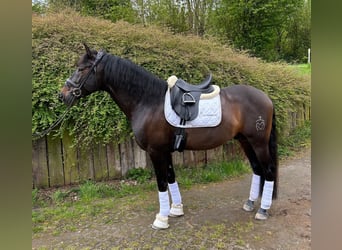 PRE Croisé, Étalon, 6 Ans, 168 cm, Bai brun