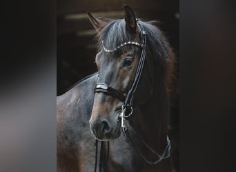 PRE Croisé, Étalon, 6 Ans, 168 cm, Bai brun