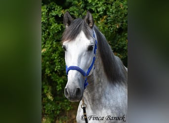 PRE, Étalon, 6 Ans, 168 cm, Gris