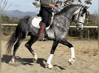 PRE Croisé, Étalon, 6 Ans, 168 cm, Gris