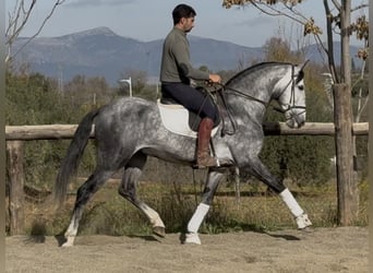 PRE Croisé, Étalon, 6 Ans, 168 cm, Gris