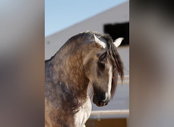 PRE, Étalon, 6 Ans, 168 cm, Gris