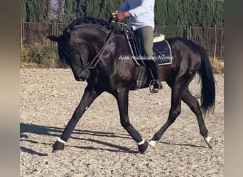 PRE Croisé, Étalon, 6 Ans, 168 cm, Noir