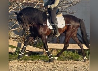 PRE Croisé, Étalon, 6 Ans, 168 cm, Noir