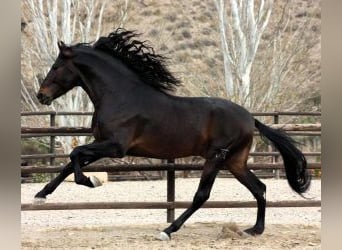 PRE Croisé, Étalon, 6 Ans, 170 cm, Bai cerise