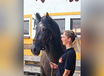 PRE, Étalon, 6 Ans, 170 cm, Gris noir