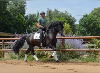 PRE, Étalon, 6 Ans, 170 cm, Noir