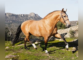 PRE Croisé, Étalon, 6 Ans, 172 cm, Buckskin