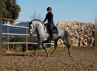 PRE Croisé, Étalon, 6 Ans, 173 cm, Gris pommelé