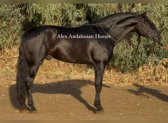 PRE Croisé, Étalon, 6 Ans, 173 cm, Noir