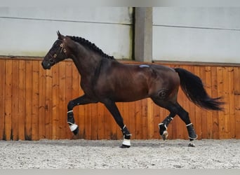 PRE Croisé, Étalon, 6 Ans, 176 cm, Bai brun