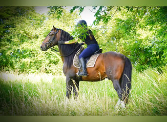 PRE Croisé, Étalon, 6 Ans, 176 cm, Bai brun