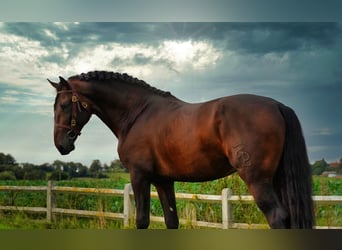 PRE Croisé, Étalon, 6 Ans, 176 cm, Bai brun