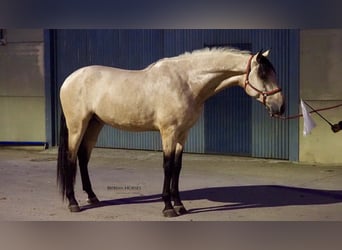 PRE Croisé, Étalon, 6 Ans, 178 cm, Isabelle