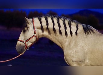 PRE Croisé, Étalon, 6 Ans, 178 cm, Isabelle