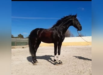 PRE Croisé, Étalon, 6 Ans, Noir