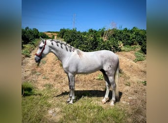 PRE Croisé, Étalon, 7 Ans, 156 cm, Gris pommelé