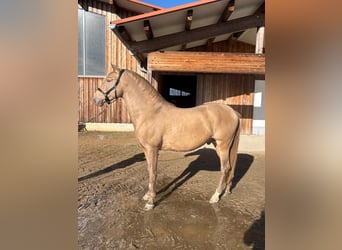 PRE Croisé, Étalon, 7 Ans, 156 cm, Perle