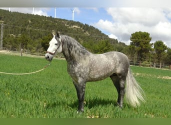 PRE, Étalon, 7 Ans, 157 cm, Gris