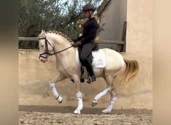 PRE Croisé, Étalon, 7 Ans, 157 cm, Perlino
