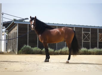 PRE, Étalon, 7 Ans, 160 cm