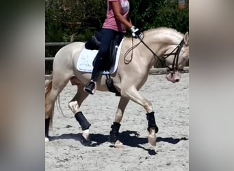 PRE Croisé, Étalon, 7 Ans, 160 cm, Cremello